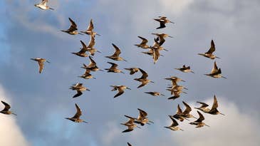 Birds May Use Quantum Mechanics To Migrate South