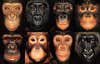 monkey faces