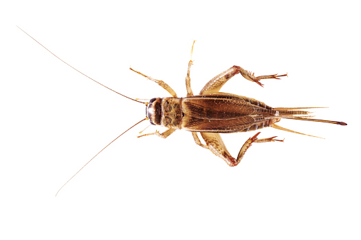How To Raise Your Own Edible Crickets