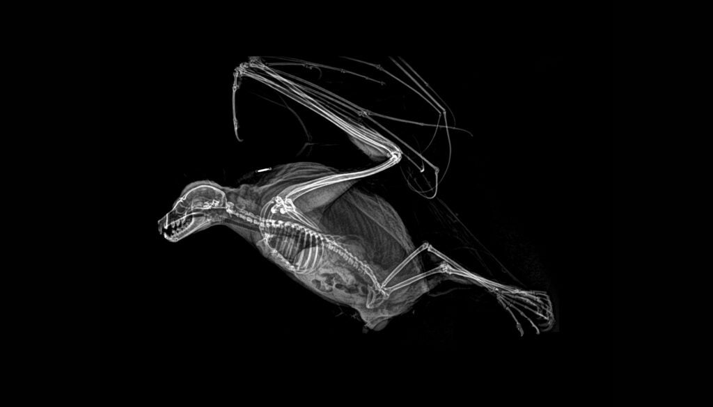 X-ray of a bat skeleton from the side, wings above its head.