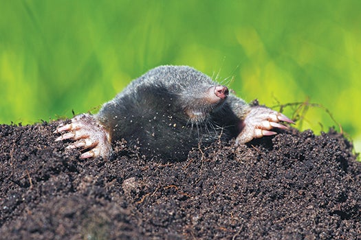 Scientists recently discovered that the Eastern American mole smells in stereo. Because they're blind and have little use for hearing, moles use stereoscopic smell to determine their location and the location of their prey.