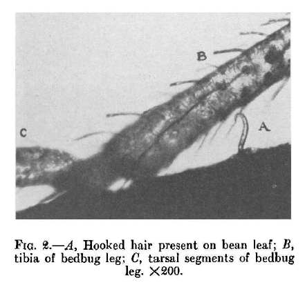 An image from a 1943 article in the Journal of Economic Entomology suggests a curved bean leaf hair (A) hooked the leg of a bed bug like Velcro (B).