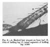 An image from a 1943 article in the Journal of Economic Entomology suggests a curved bean leaf hair (A) hooked the leg of a bed bug like Velcro (B).