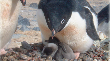 Is Global Warming Creating Penguin Winners And Losers?