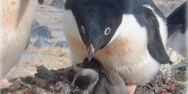 Is Global Warming Creating Penguin Winners And Losers?