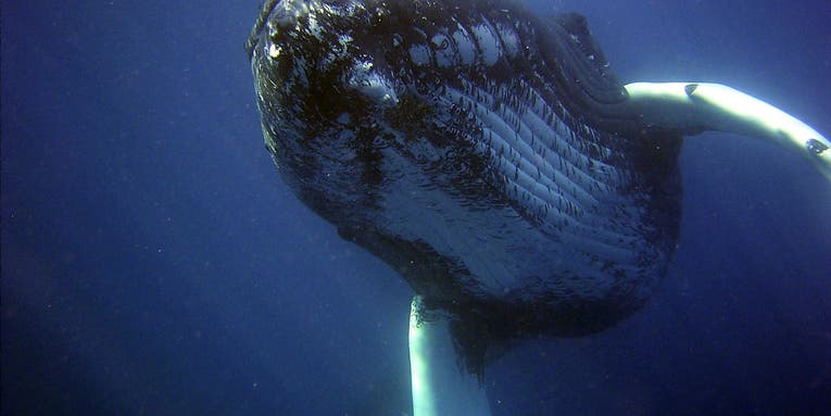 A disturbing number of humpback whales are dying off the east coast