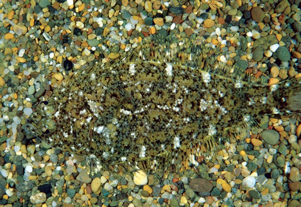 Here, a speckled sanddab nestles into the ocean floor, its skin mottled to mimic the pebbly background. A member of the flounder family, <em>Citharichthys stigmaeus</em> can change its topside appearance with cells called chromatophores. Pigment granules in these cells migrate closer to the cell surface to create patterns on its brown skin. This camouflage hides the fish from predators off the Pacific coast where it's found and enables it to surprise its prey—smaller bony fishes, shrimp and worms.
