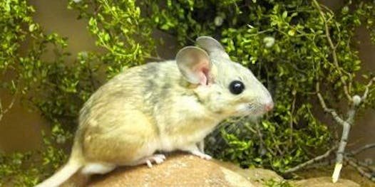 Eating Poo Helps Packrats Digest Toxic Plants