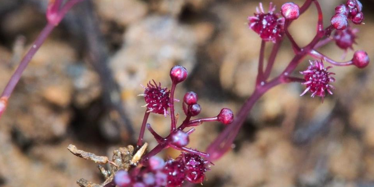 Parasitic plants dwell in darkness, feeding on mold and mushrooms