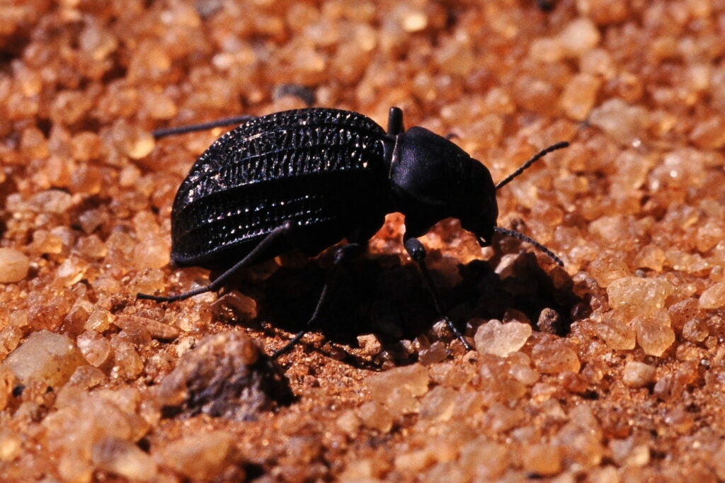 A namib desert beetle