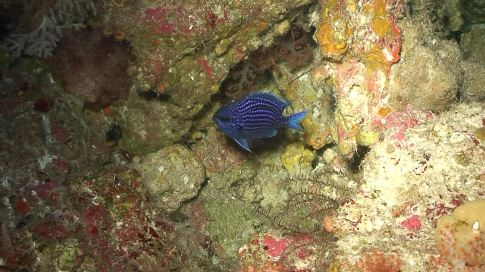 This species of damselfish was found off the coast of Ngemelis Island in the Pacific island nation of Palau.