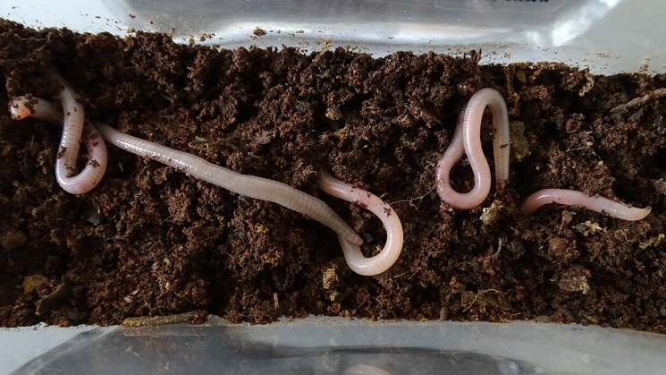 Earthworms are thriving in Martian(ish) soil