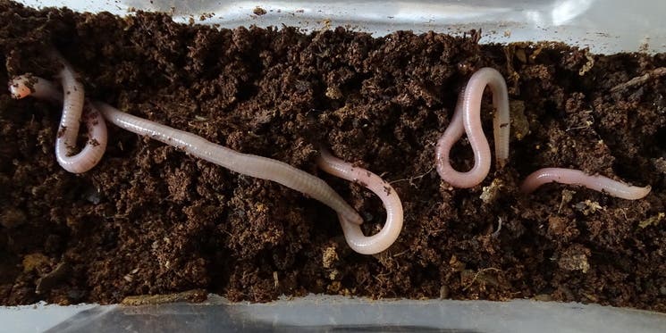Earthworms are thriving in Martian(ish) soil