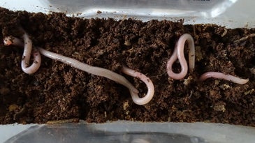 Earth worms wriggling in Martian simulation soil. 