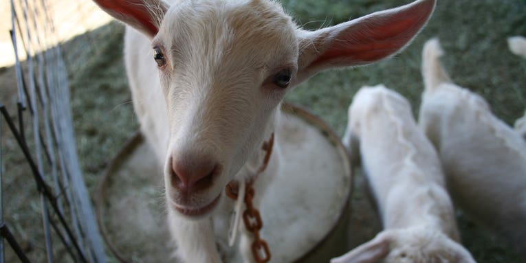 How Modified Worms and Goats Can Mass-Produce Nature’s Toughest Fiber