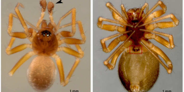 How Male Dwarf Spiders Use Chastity Belts to Safeguard Their Fatherhood