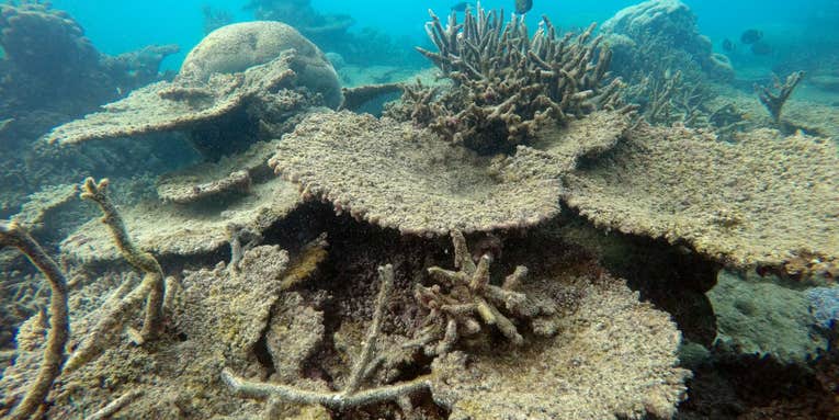 A record number of corals just died at the Great Barrier Reef