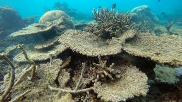 Dead Table Corals 