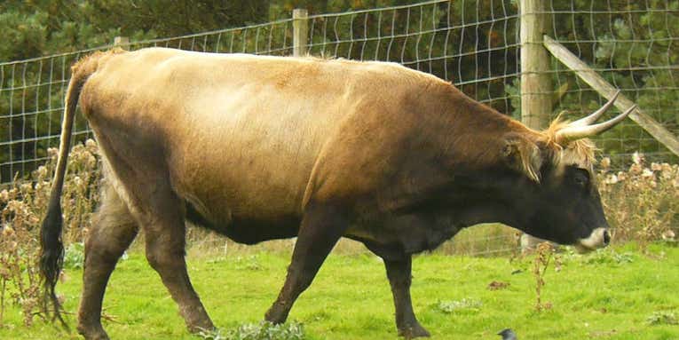 Nazi-Bred Cows Are Too Ferocious To Farm