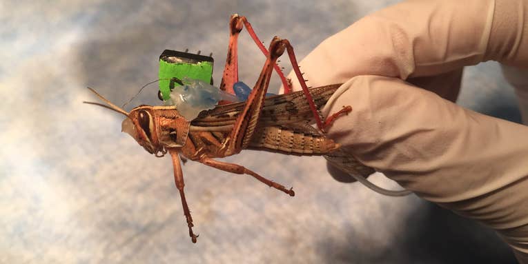 Brain-Jacked Locusts Could Be The Next Bomb Detectors