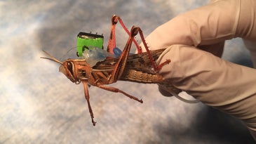 Locust with electrode attached to its back