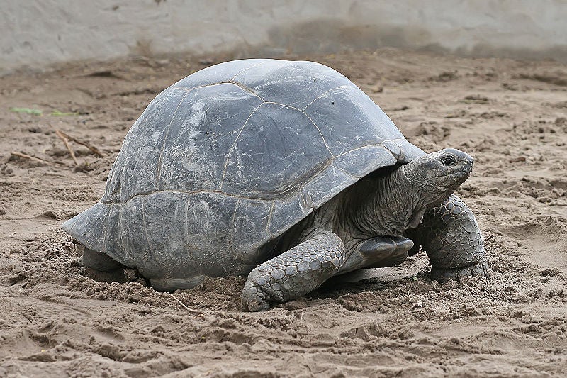 Large tortoises are often very long-lived; individual Galapagos tortoises, Greek tortoises, and radiated tortoises have all been known to live longer than 150 years. But by far the longest-lived tortoise in recorded history is a fellow named Adwaita, a male Aldabra giant tortoise, who lived to be a ridiculous 255 years old. Adwaita, whose name means "one and only" in Sanskrit, first appeared in history as a pet of General Robert Clive, a British general who captured four such tortoises from the Aldabra Atoll, a chain of small coral reef islands in the Seychelles, off the coast of Madagascar. Adwaita passed away in 2006, in a zoo in India. Robert Clive, on the other hand, died in November of 1774. The Aldabra giant tortoise is massive, one of the biggest in the world. Males weigh, on average, 550 pounds. Bizarrely, they are sometimes kept as pets, even though they are huge and powerful and can destroy most enclosures. Also they'll outlive you, and your children. And your grandchildren.