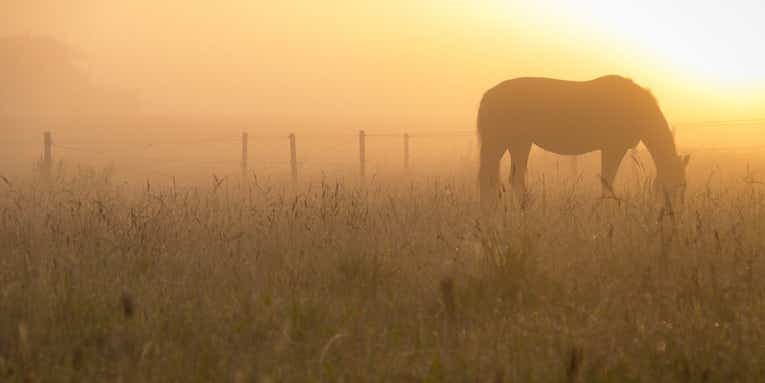 Scientists are trying to figure out where the heck horses came from