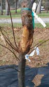 Chestnut blight has infected this tree, causing a canker that will eventually kill the tree down to its roots.