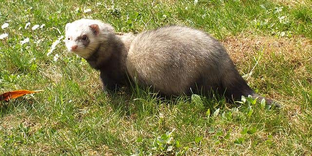 Mysterious Ferret Thefts Roil Southern England