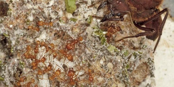 Ants Have Been Farming Fungi Since The Dinosaurs Died Out