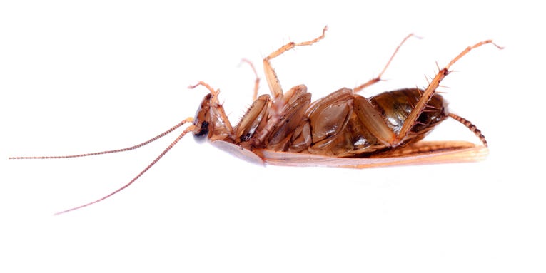 Six pest-removal myths that need to be exterminated