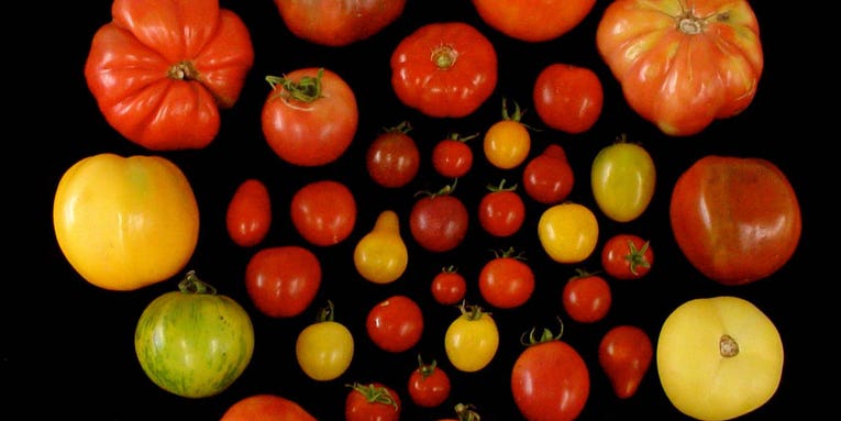 Scientists finally figured out how to make tomatoes taste good again