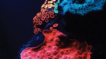 Corals Shine Light on Cancer Growth