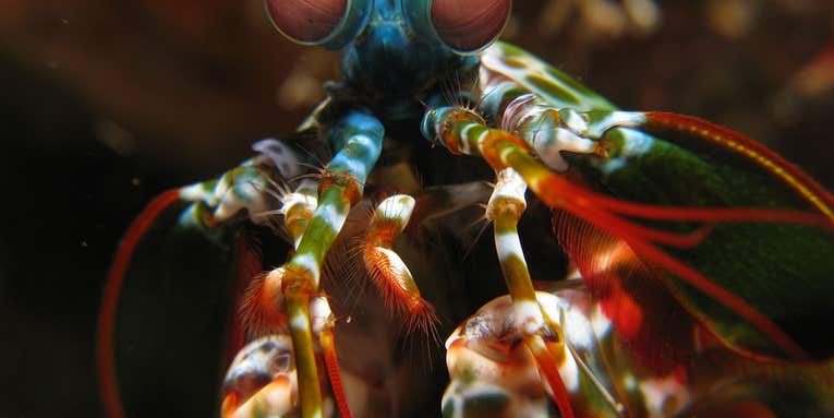 Mantis Shrimp See Best When They’re Throwing Shady Eye-Rolls