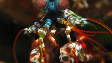 Macro view of a Mantis Shrimp.