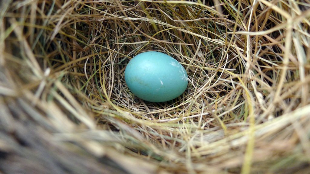 Laid Pretty: Five Bird Eggs That Are Beautiful Even Without Dye
