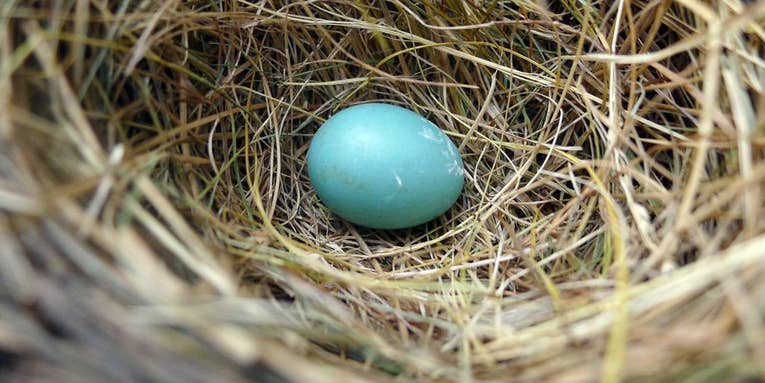 Laid Pretty: Five Bird Eggs That Are Beautiful Even Without Dye