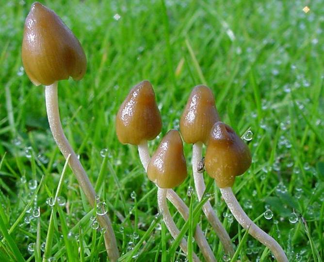 Magic Mushrooms Expand Your Mind And Amplify Your Brain’s Dreaming Areas. Here’s How