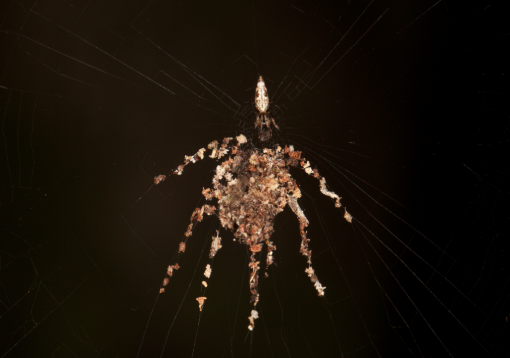 A spider and its decoy, with seven legs. Not all decoys are created equal; this one is pretty good, though.