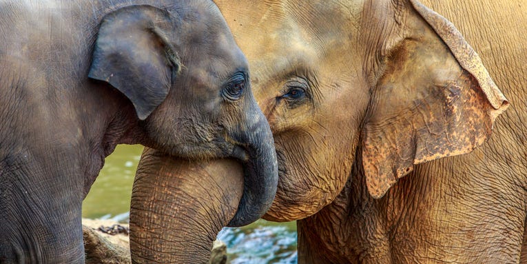 ‘Zombie genes’ could be why so few elephants die of cancer