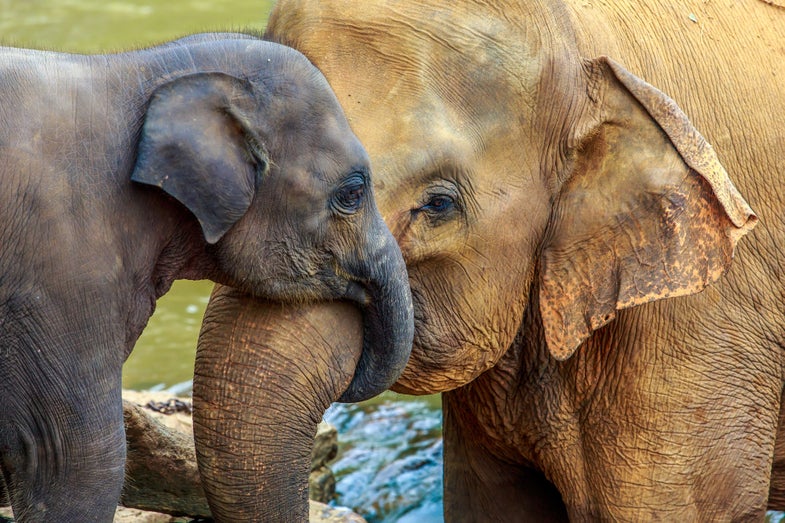 cuddling elephant and baby elephant