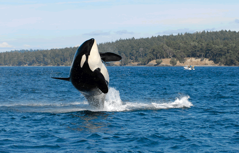 Granny, the world’s oldest known orca, is likely dead