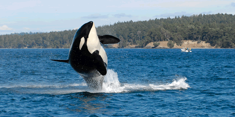 Granny, the world’s oldest known orca, is likely dead