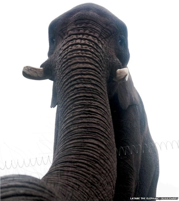 "elephant"