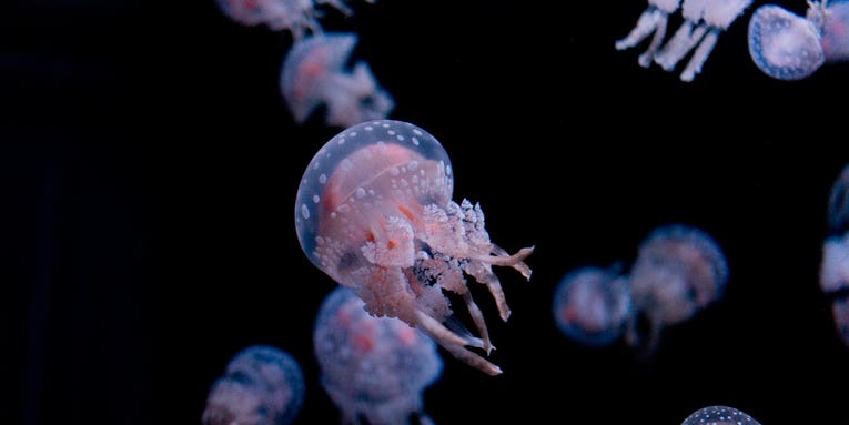 The Secret To Swimming Like A Jellyfish? Pull, Don’t Push