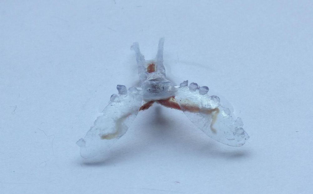 sea slug biohybrid robot