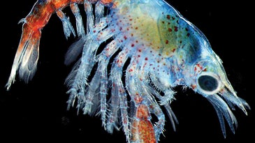 a translucent lobster larva on a black background