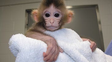 Scientists Engineer “Chimera” Primates to Combat Human Ailments