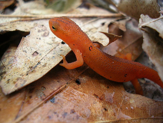 Humans Could Regenerate Tissue Like Newts By Switching Off a Single Gene