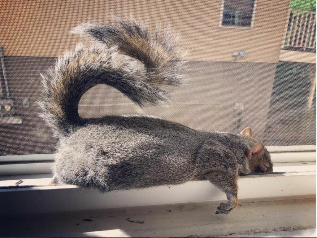 a rare pet squirrel napping in the window